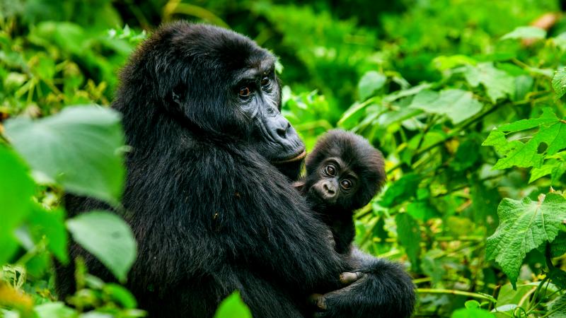 4 Days - Gorilla Trekking Safari With Kivu